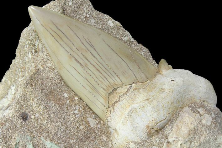 Eocene Otodus Shark Tooth Fossil in Rock - Huge Tooth! #174045
